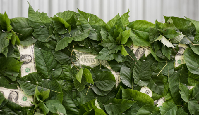 A green hedge made with poison ivy and American dollars