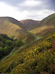 Western Gorse - at Carding Mill Valley in Shropshire.
