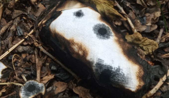 A charred white bandage like form resting on leafy ground